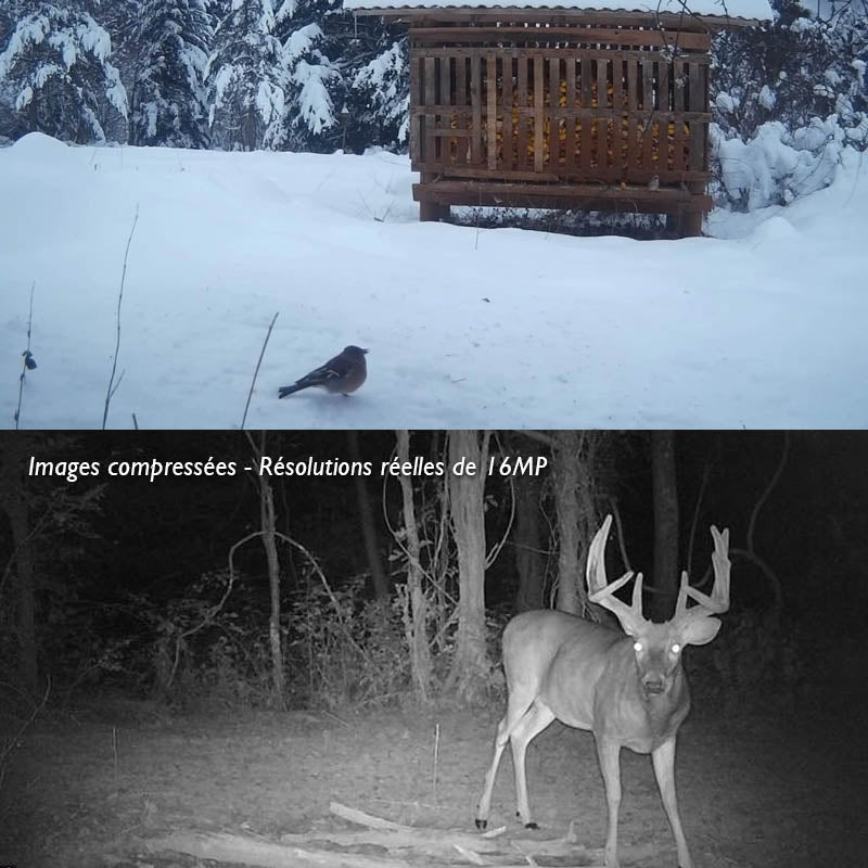 caméra de chasse tr-92x professionnelle contenu de la boîte