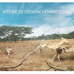 caméra de chasse solaire fixée à un arbre
