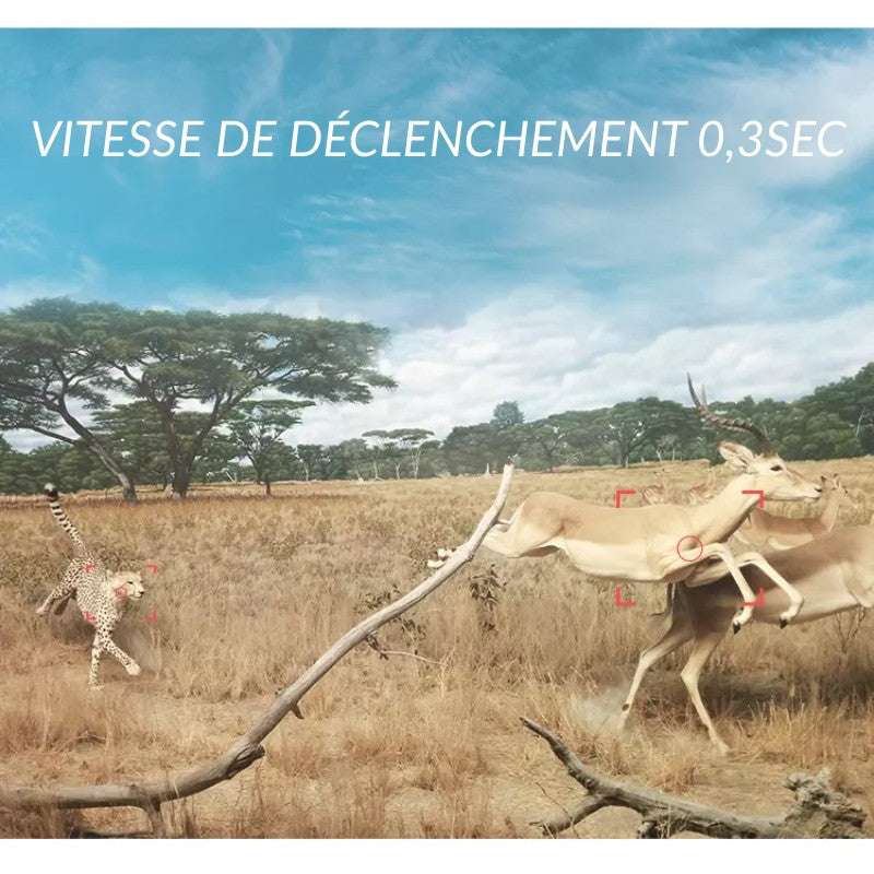 caméra de chasse solaire fixée à un arbre